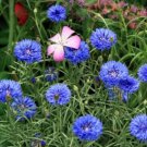 12,000 Blue Bachelor Button Seeds,Tall Blue Cornflower Seeds, Bulk Flower edlcy (2 oz Seeds)