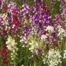 52,000 Seeds Snapdragon Seed, Northern Lights, Non-GMO Bulk Flower edlcy (1/2 oz Seeds)