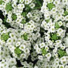Approx 30,000 Seeds Alyssum Seeds, Sweet White, Ground Cover Seeds, Heirloom edlcy (1/2 oz Seeds)