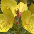 106,250 Seeds Yellow Primrose Seeds, Fragrant Evening Primrose, Bulk Flower edlcy (2 oz Seeds)