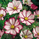 2250 Seeds Pink Cosmos Seed, Picotee, Heirloom Cosmos, Bulk Seeds, Butterflies edlcy (1/2 oz Seeds) 2250 Seeds Pink Cosmos Seed, Picotee, Heirloom Cosmos, Bulk Seeds, Butterflies edlcy (1/2 oz Seeds)