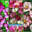 5 Pack of Seeds Cosmos Seeds, Crazy For Cosmos, Draws Butterflies edlcy (EACH PACK 100+ Seeds) 5 Pack of Seeds Cosmos Seeds, Crazy For Cosmos, Draws Butterflies edlcy (EACH PACK 100+ Seeds)
