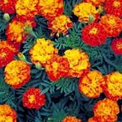 12,000 Seeds Mixed Marigold Seeds, Sparky, French Marigolds, Heirloom Bulk edlcy (1 oz Seeds)