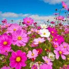 2250 Seeds Mixed Cosmos Seeds, Bulk Seeds, Heirloom Cosmos, Draws Butterflies edlcy (1/2 oz Seeds)
