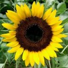 100 Seeds Sunflower Seeds, Black Oil Seeds, Heirloom Sunflower Seeds, Birds Love Them edlcy (Seeds)