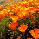 16,000 Seeds Orange Poppy Seeds, Non-GMO Orange Poppies, Bulk Poppy edlcy (1 oz Seeds)