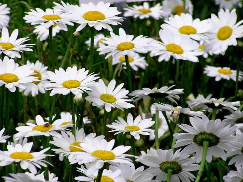 Approx 24,000 Shasta Daisy Seeds, Bulk Heirloom Seeds, Bulk Daisy edlcy (1 oz Seeds)
