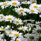 Approx 24,000 Shasta Daisy Seeds, Bulk Heirloom Seeds, Bulk Daisy edlcy (1 oz Seeds)