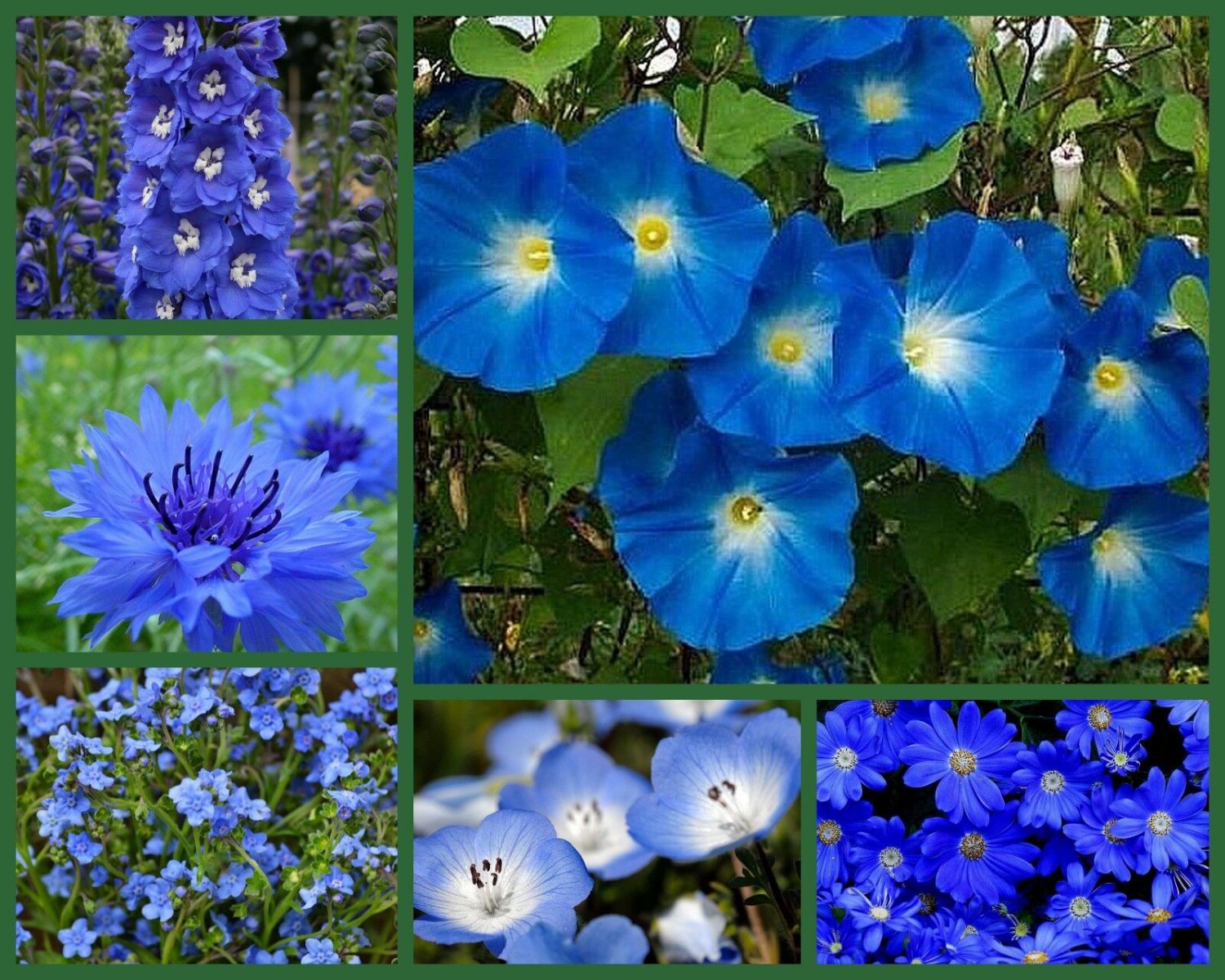 6 Pack of Seeds "I've Got the Blues" Blue Flowers Special, Blue Flower edlcy (Each Pack 100 Seeds)