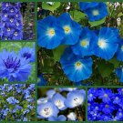 6 Pack of Seeds "I've Got the Blues" Blue Flowers Special, Blue Flower edlcy (Each Pack 100 Seeds)
