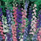 Approx 5600 Seeds Larkspur Seed, Giant Imperial Mix, Bulk Seeds, Heirloom edlcy (1/2 oz Seed)