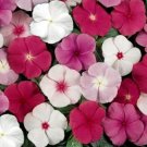 100 Seeds Miixed Vinca Seeds, Mixed Periwinkle Seeds, Non-Gmo Heirloom Flower edlcy (Seeds)