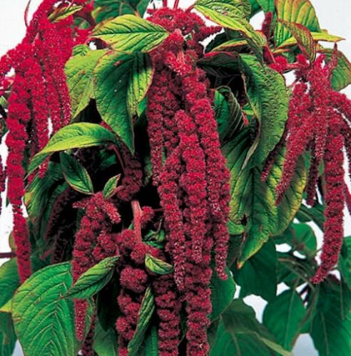 200 Seeds Love Lies Bleeding Seeds, Red, Tassel Flower, Amaranthus, Heirloom edlcy (Seeds)