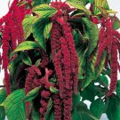 200 Seeds Love Lies Bleeding Seeds, Red, Tassel Flower, Amaranthus, Heirloom edlcy (Seeds)