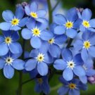150 Seeds Forget Me Not Seed, Myosotis Sylvatica, Blue Flowers, Heirloom Flower edlcy (Seeds)