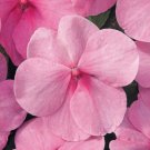 100 Seeds Pink Impatiens Seeds, Heirloom Impatiens Seeds, Non-Gmo Annual Flower edlcy (Seeds)