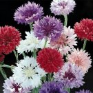 150 Seeds Mixed Bachelor Button Seeds, Mixed Tall Cornflower Seeds, Heirloom edlcy (Seeds)