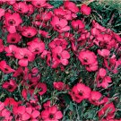 150 Seeds Flax Seeds, Scarlet, Heirloom Wildflowers, Red Flax edlcy (Seeds)