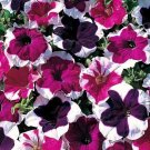 150 Seeds Petunia Seeds, Picotee, Multiflora Petunia Seeds, Hanging Baskets Non-Gmo edlcy (Seeds)