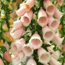 200 Seeds Peach Foxglove Seeds, Apricot Foxgloves, Heirloom Flower Seed, Tall Spikes edlcy (Seeds)