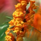 200 Seeds Snapdragon Seeds, Orange Wonder, Orange Snapdragons, Non-Gmo Heirloom edlcy (Seeds) 200 Seeds Snapdragon Seeds, Orange Wonder, Orange Snapdragons, Non-Gmo Heirloom edlcy (Seeds)