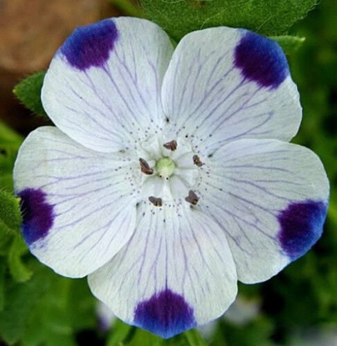 150 Seeds Five Spot Seeds, Heirloom Wildflower Seeds, Annual Flower, Early Bloomer edlcy (Seeds)
