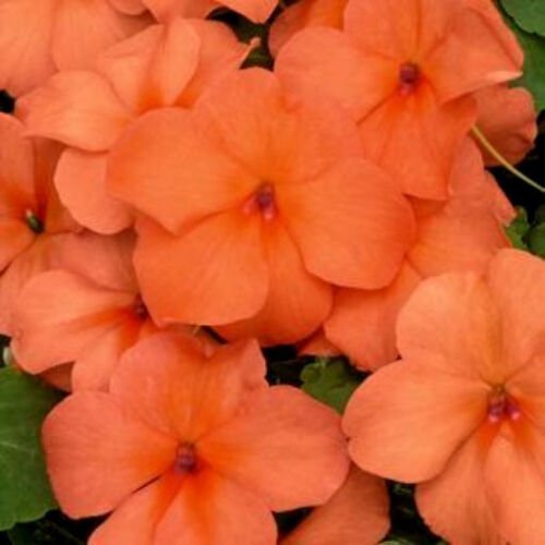 100 Seeds Orange Impatiens Seeds, Impatiens Seeds, Non-Gmo Heirloom Annual Flower edlcy (Seeds)