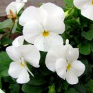 100 Seeds White Pansy Seeds, White Viola Seeds, White Pansies, Non-Gmo Heirloom edlcy (Seeds)