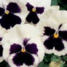 100 Seeds Pansy Seeds, Silverbride, Swiss Giant Pansies, Viola Seeds, Heirloom edlcy (Seeds)