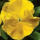 100 Seeds Yellow Pansy Seeds, Yellow Viola Seeds, Pansies, Non-Gmo Heirloom edlcy (Seeds)