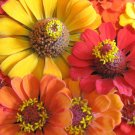 800 Seeds Mixed Zinnia Seeds, Southern Sunset, Bulk Zinnia Seeds, Heirloom Non-gmo edlcy (Seeds)