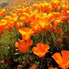 150 Seeds Orange Poppy Seeds, Heirloom Orange Poppies, Wildflowers Non-Gmo Annual edlcy (Seeds)