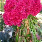 1000 Seeds Cockscomb Seeds, Fuchsia Fantasy, Heirloom Bulk Seed, Very Unusual Blooms edlcy (Seeds)