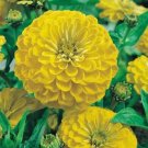 800 Seeds Yellow Zinnia Seeds, Canary Bird, Heirloom Zinnia Seeds, Bulk Flower edlcy (Seeds)