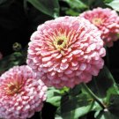 800 Seeds Pink Zinnia Seeds, Luminosa, Heirloom Zinnias, Bulk Seeds, Heirloom Flower edlcy (Seeds)
