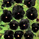 100 Seeds Black Pansy Seeds, Black Viola Seeds, Black Pansies, Non-Gmo Heirloom edlcy (Seeds)