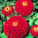 800 Seeds Red Zinnia Seeds, Cherry Queen, Heirloom Zinnia Seeds, Bulk Flower edlcy (Seeds)