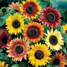 100 Seeds Sunflower Seeds, Autumn Beauty, Multi Colored, Heirloom Sunflower edlcy (Seeds)
