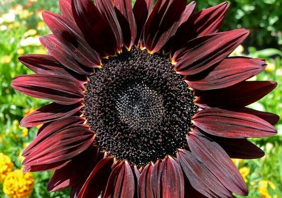 100 Seeds Red Sunflower Seeds, Chocolate Cherry, Flower Seeds, Many Branches & Blooms edlcy (Seeds)