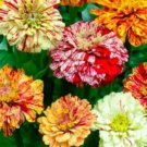 100 Seeds Mixed Zinnia Seeds, Candystripe, Heirloom Zinnia Seed, Non-Gmo Flower edlcy (Seeds)