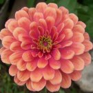 800 Seeds Salmon Zinnia Seeds, Salmon Queen, Heirloom Zinnia Seeds, Non-Gmo edlcy (Seeds)