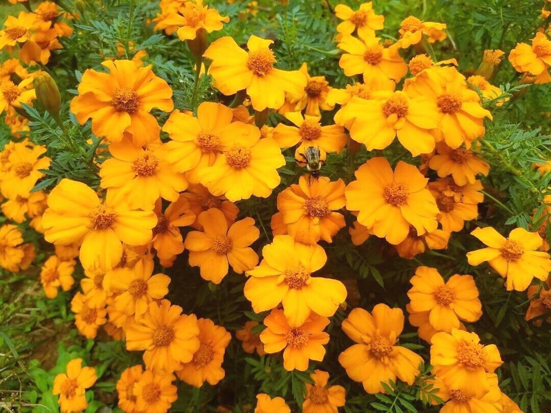 4000 Seeds Orange Marigold Seeds, Single Bloom Marigolds, Heirloom edlcy (1/2 oz Seeds)