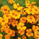 1000 Seeds Orange Marigold Seeds, Single Bloom Marigolds, Heirloom non-GMO edlcy (Seeds)