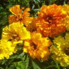 200 Seeds Tall Mixed Marigold Seeds, Farm Mix, French Marigolds, Heirloom edlcy (Seeds)