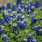 800 Seeds Texas Bluebonnet Seeds, Heirloom Wildflower Seeds, Non-GMO, Blue Flowers edlcy (Seeds)