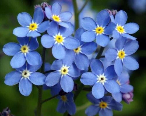 Approx. 90,000 Forget Me Not Seeds, Myosotis Sylvatica , Non-GMO Bulk edlcy (2 oz Seeds)