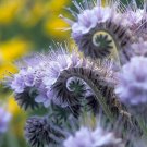 700 Seeds Purple Tansy Seeds, Fiddle Neck Tansies, Bulk Flower Seed, Unusual Blooms edlcy (Seeds)