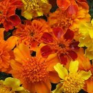 200 Seeds Mixed Marigold Seeds, Farm Mix, French Marigolds, Non-Gmo Heirloom edlcy (Seeds)