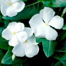 100 Seeds White Vinca Seeds, White Periwinkle Seeds, Heirloom Non-Gmo Flower edlcy (Seeds)