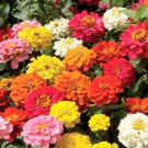 150 Seeds Mixed Zinnia Seeds, Dahlia Flowered, Heirloom Zinnia Seeds, Non-gmo Annual edlcy (Seeds)